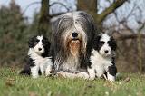 BEARDED COLLIE 077